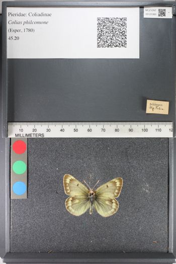 Media type: image;   Entomology 125360